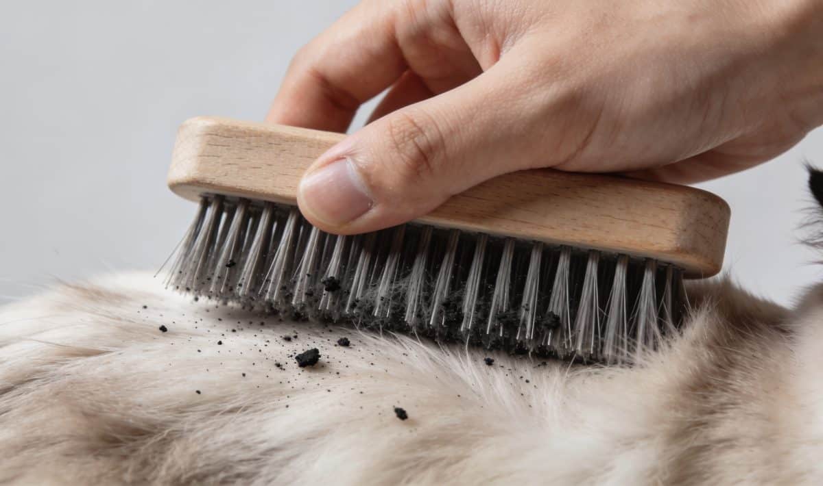 Main tenant un chat brosse retirant petites saletes noires