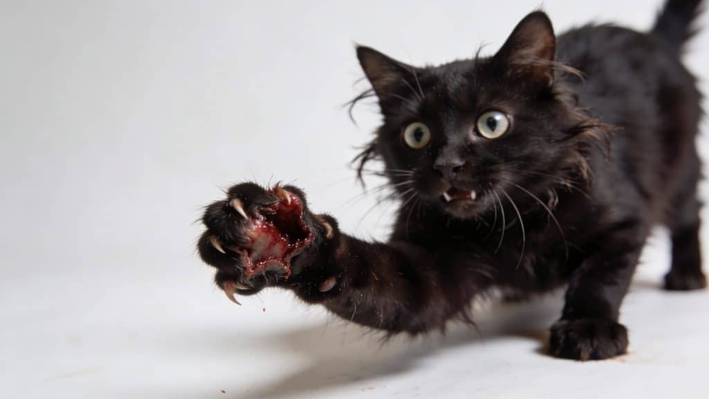 Chat noir affole montrant patte mordue et saignante