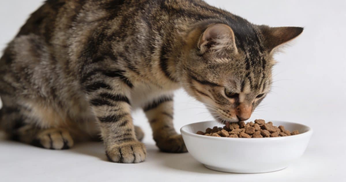Chat tachete mange croquettes digestes pres bol blanc