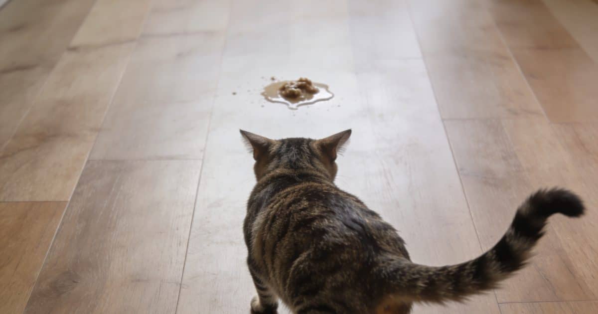 Chat tachete courbe le dos devant vomi