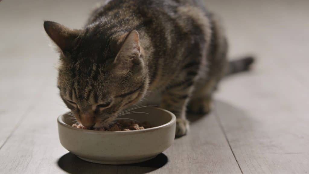 Chat tachete mange seul dans une gamelle