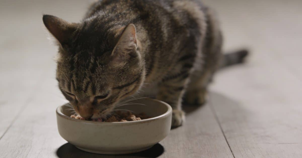Chat tachete mange seul dans une gamelle