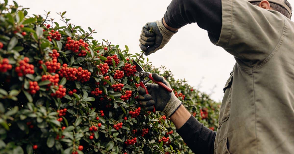 Cloture de jardin en pyracantha taillee par ouvrier