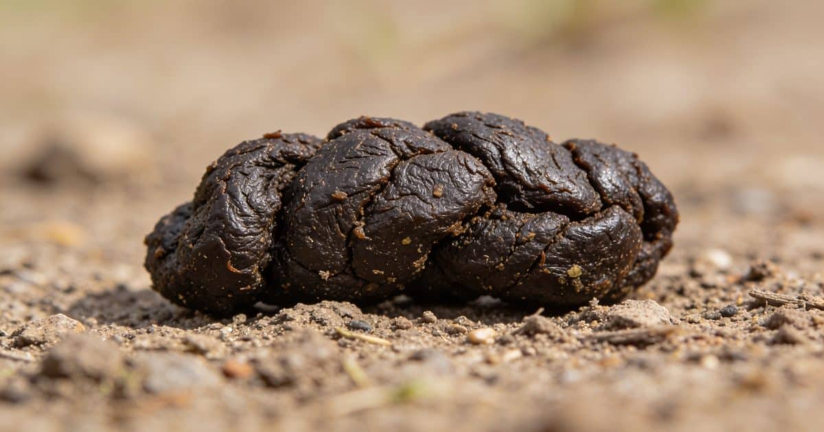 Gros plan sur crottes animales sombres sur terre