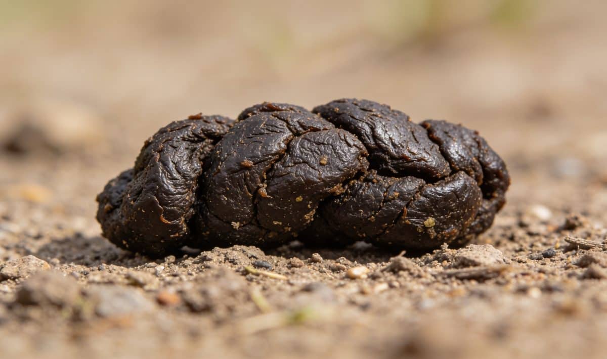 Gros plan sur crottes animales sombres sur terre