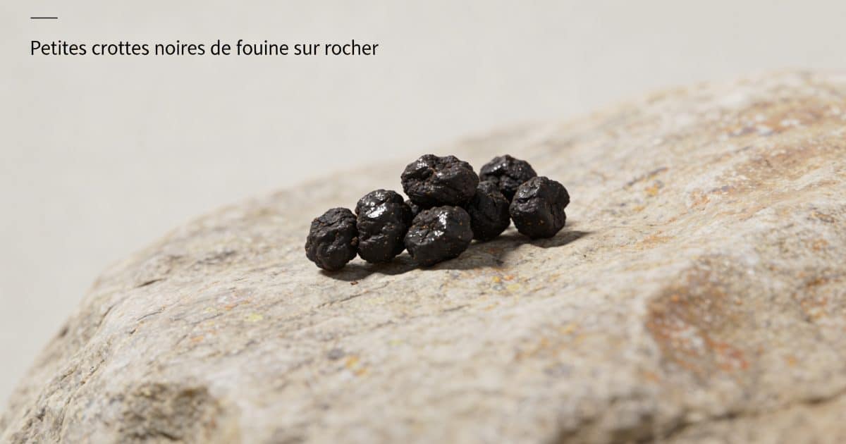 Petites crottes noires de fouine sur rocher
