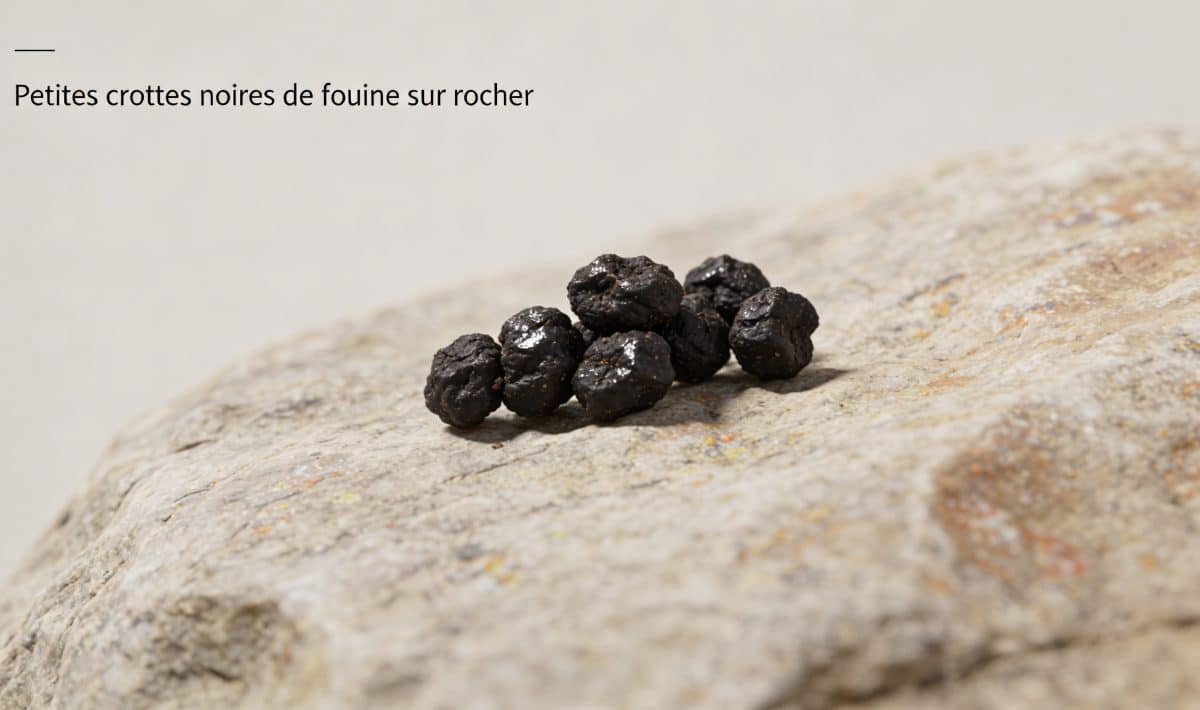 Petites crottes noires de fouine sur rocher