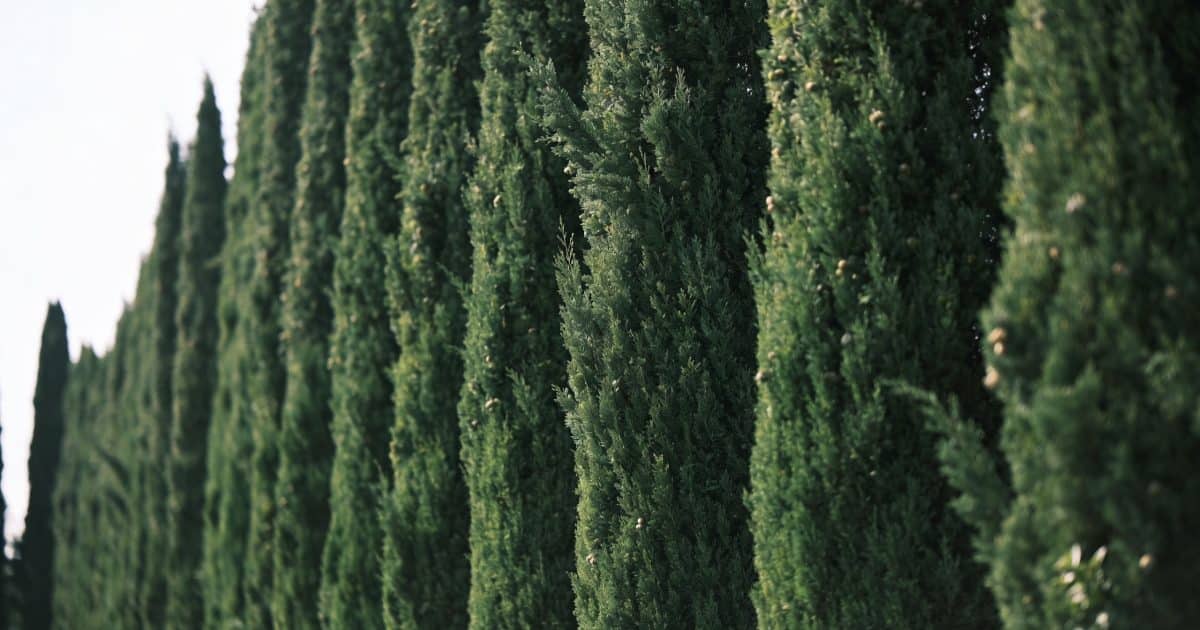 rang de cyprès tailles alignes formant haie dense