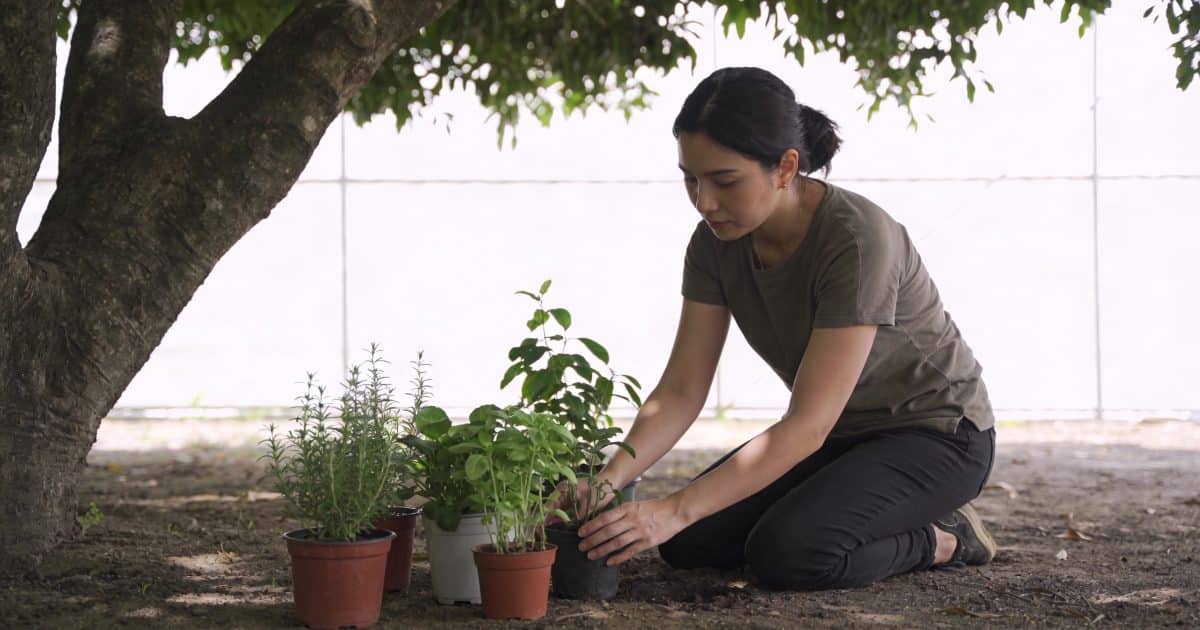 Femme agenouillee disposant des plantes dombre sous arbre
