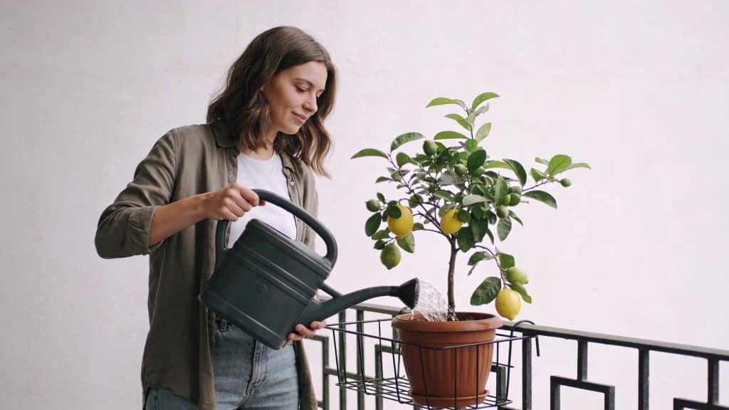 Femme arrosant un citronnier en pot sur balcon