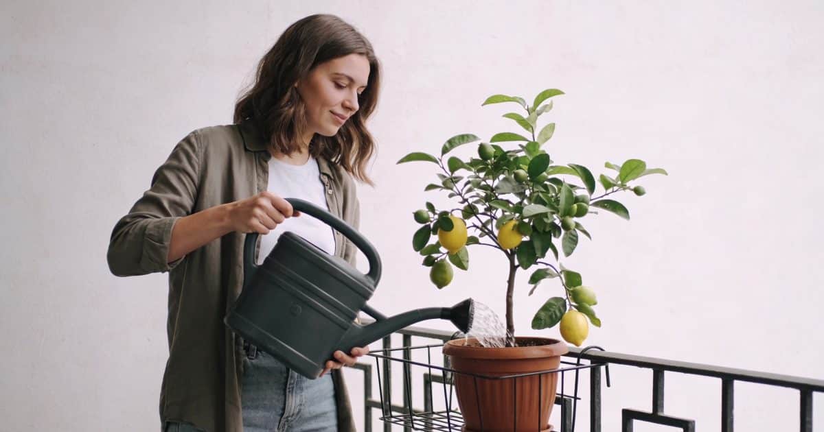 Femme arrosant un citronnier en pot sur balcon