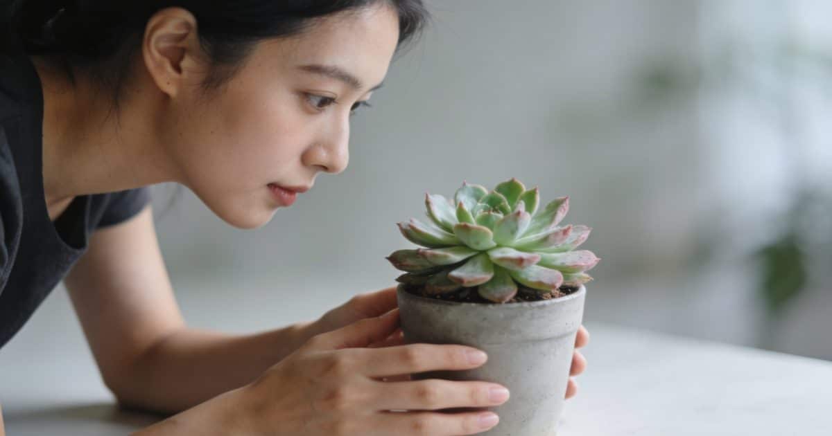 Femme penchee examinant une plante grasse en pot