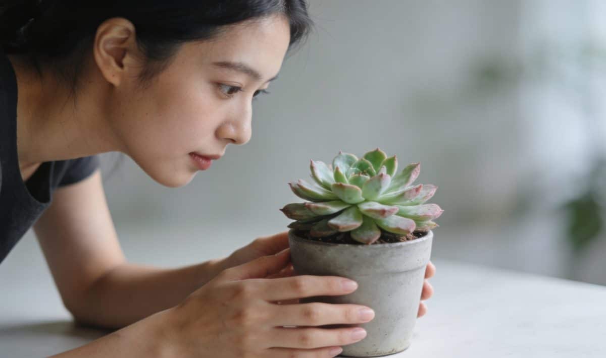 Femme penchee examinant une plante grasse en pot