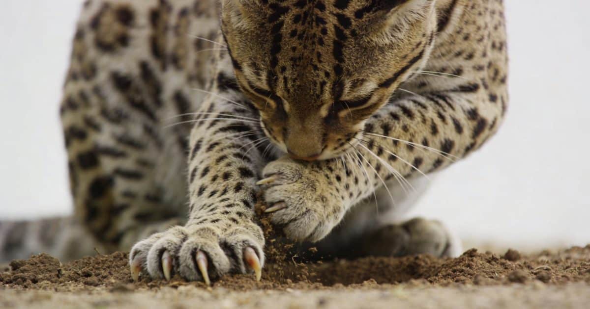 Gros chat tachete accroupi grattant vigoureusement la terre