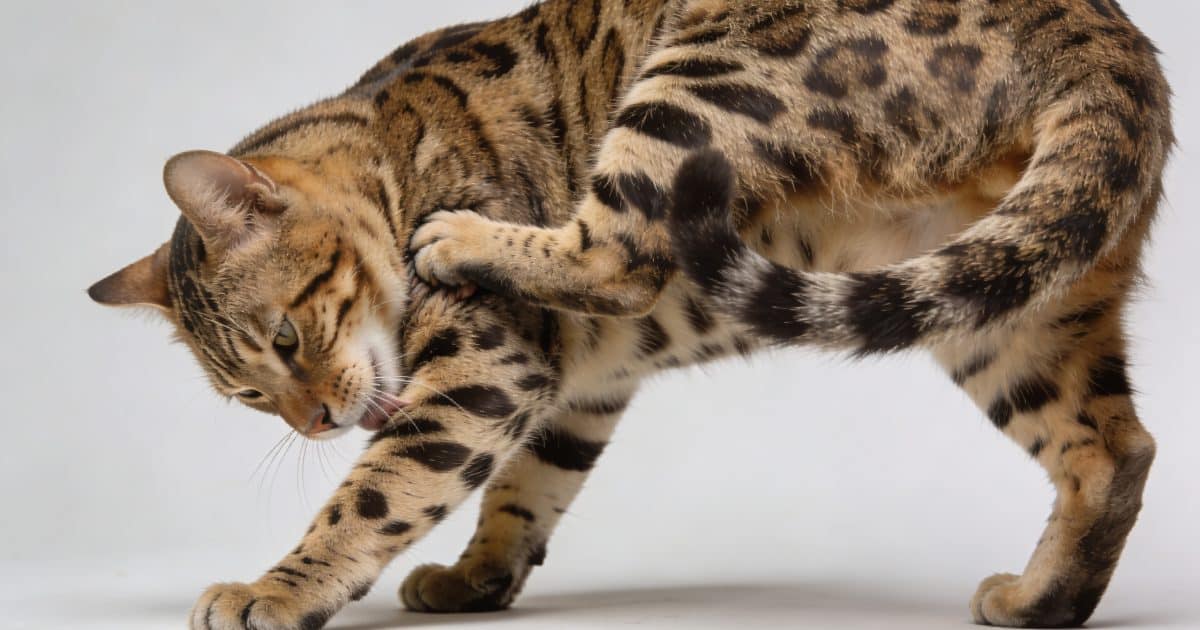 gros chat tachete se gratte frenetiquement le flanc