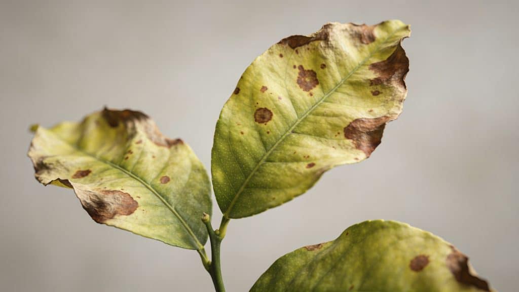 gros plan feuilles de citronnier tachees et fletries