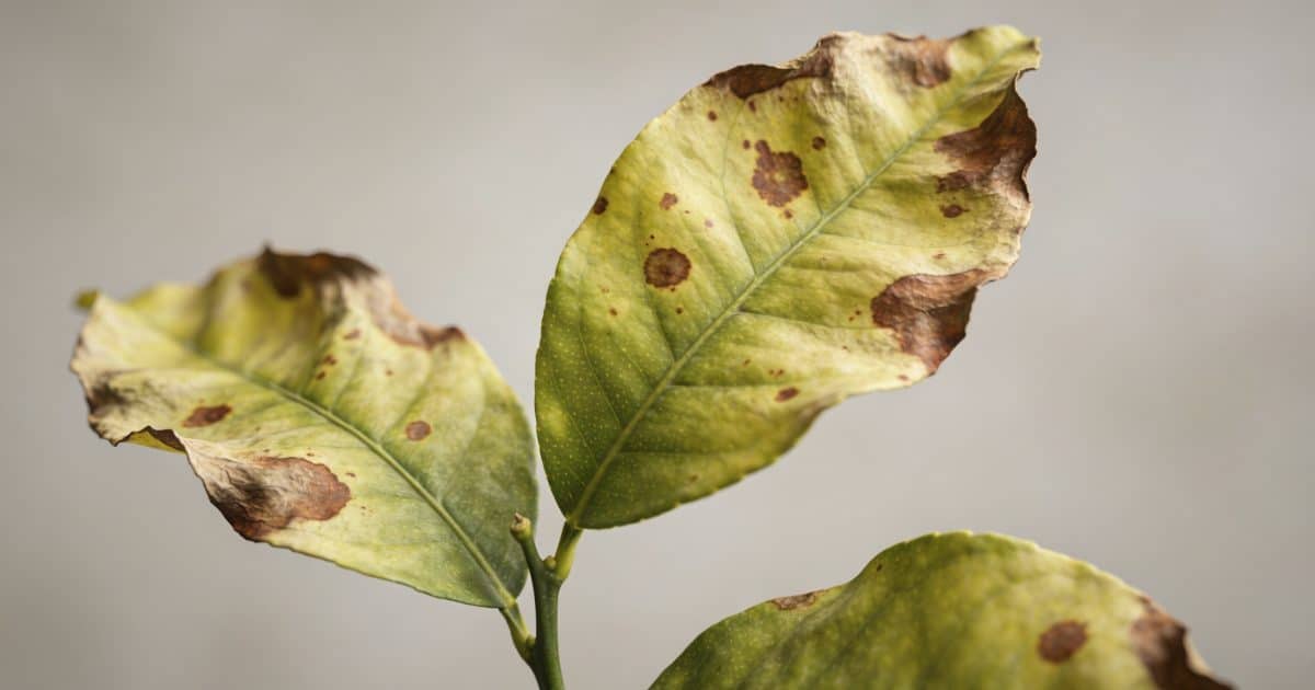 gros plan feuilles de citronnier tachees et fletries