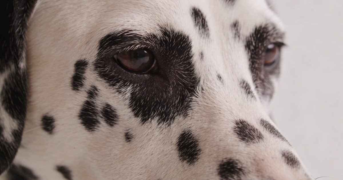 gros plan sur poil de chien avec points noirs