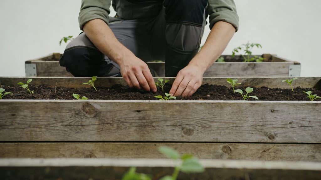 jardinier agenouillé devant bacs potagers en bois