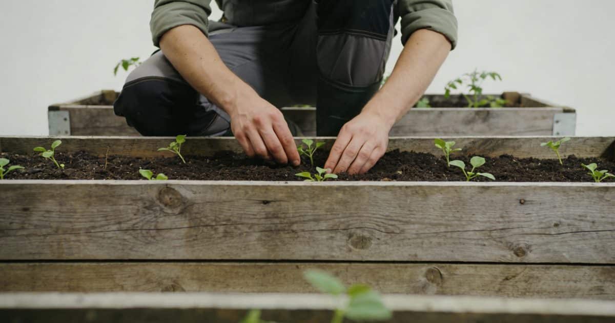 jardinier agenouillé devant bacs potagers en bois