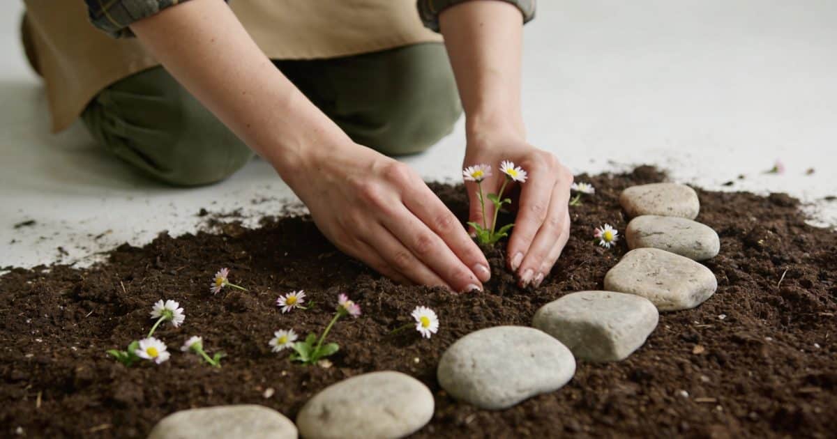 jardinier agenouille plante pierres et petites fleurs