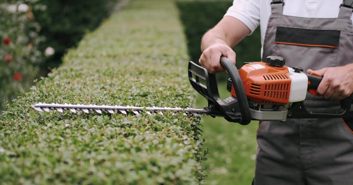 Jardinier coupe une longue haie verte au taille haie