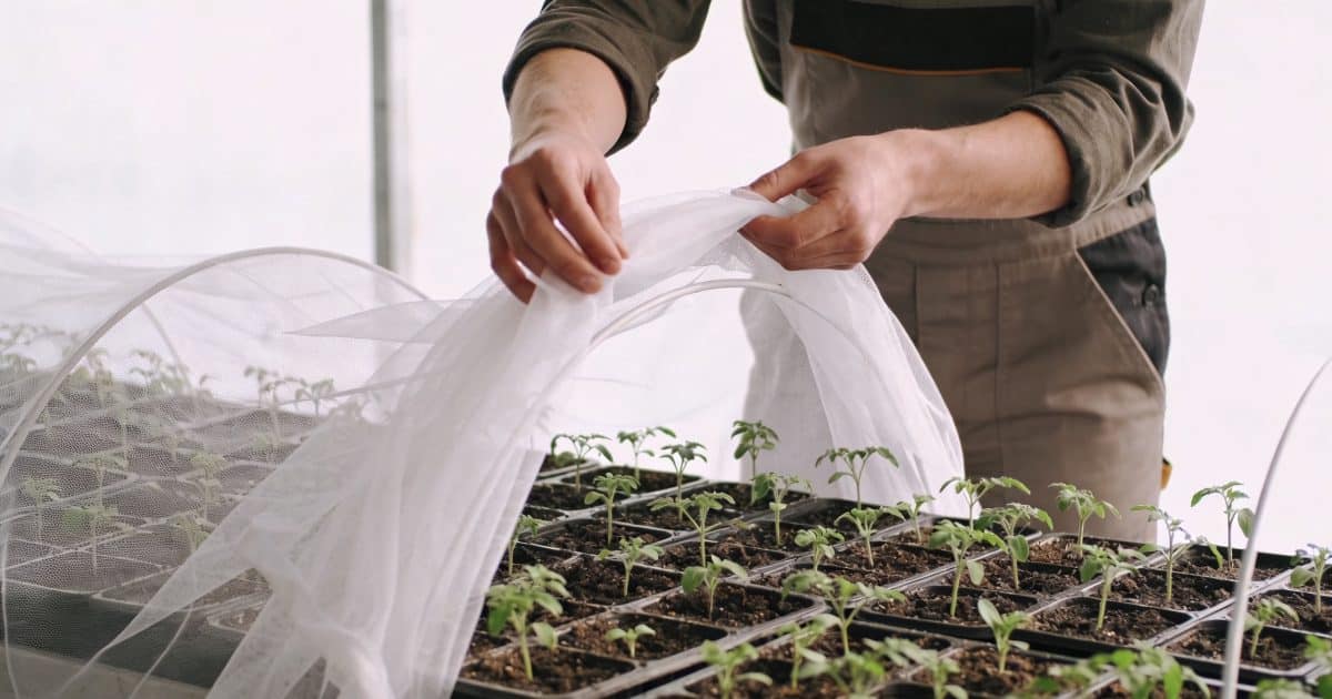 jardinier couvre de petites plantes avec voile blanc