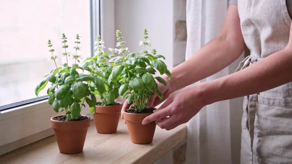 Jardinier disposant pots de basilic citronnelle pres dune fenetre