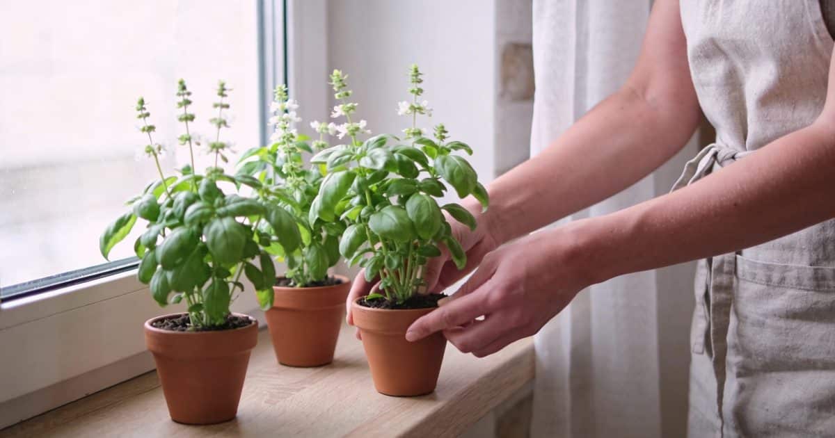 Jardinier disposant pots de basilic citronnelle pres dune fenetre