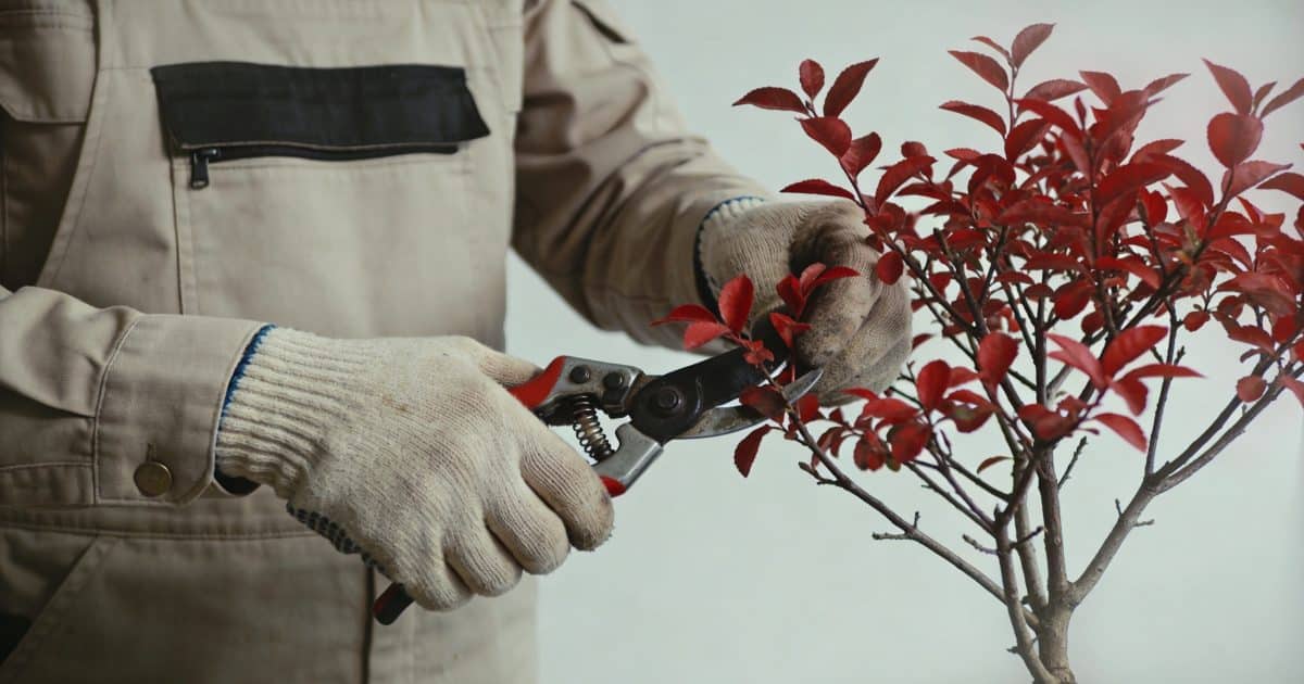 Jardinier taillant un petit arbuste aux feuilles rouges