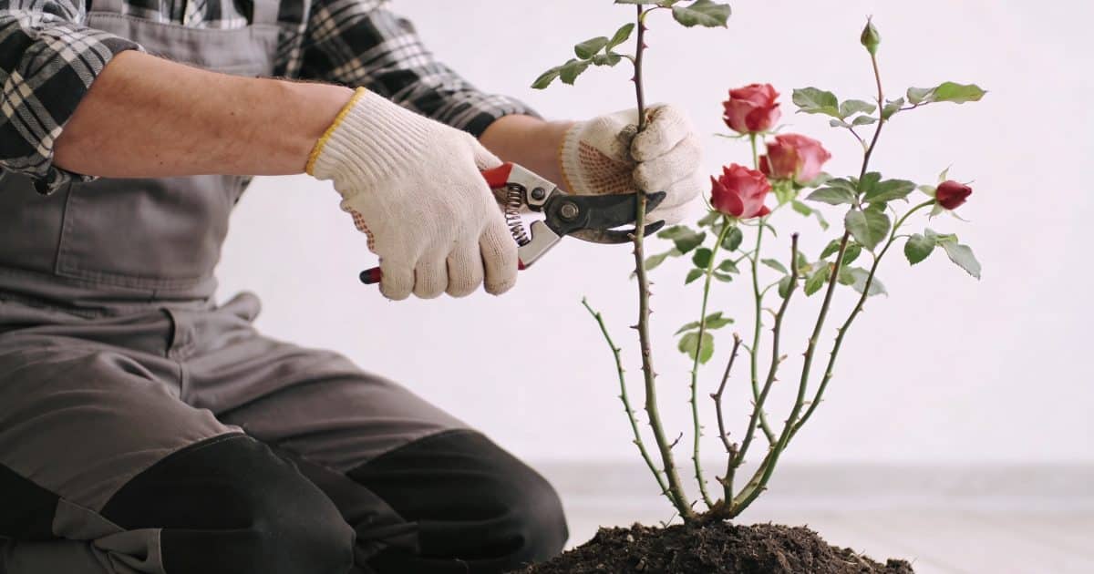 jardinier agenouille taille rosier buisson avec sécateur