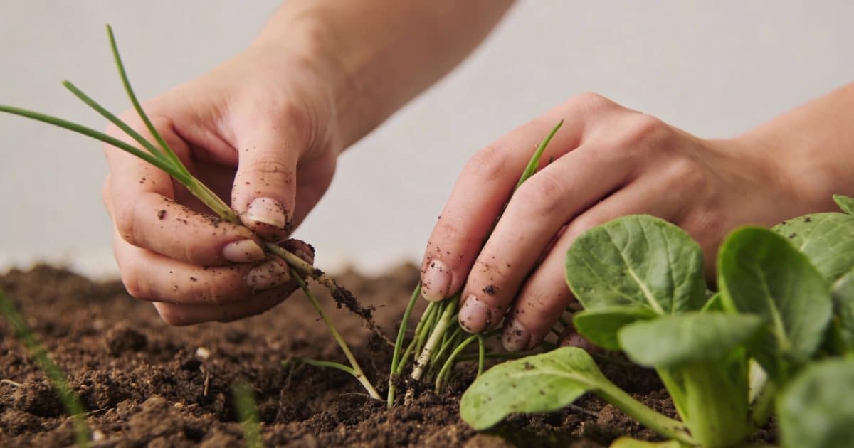 Mains arrachant des mauvaises herbes dans un potager