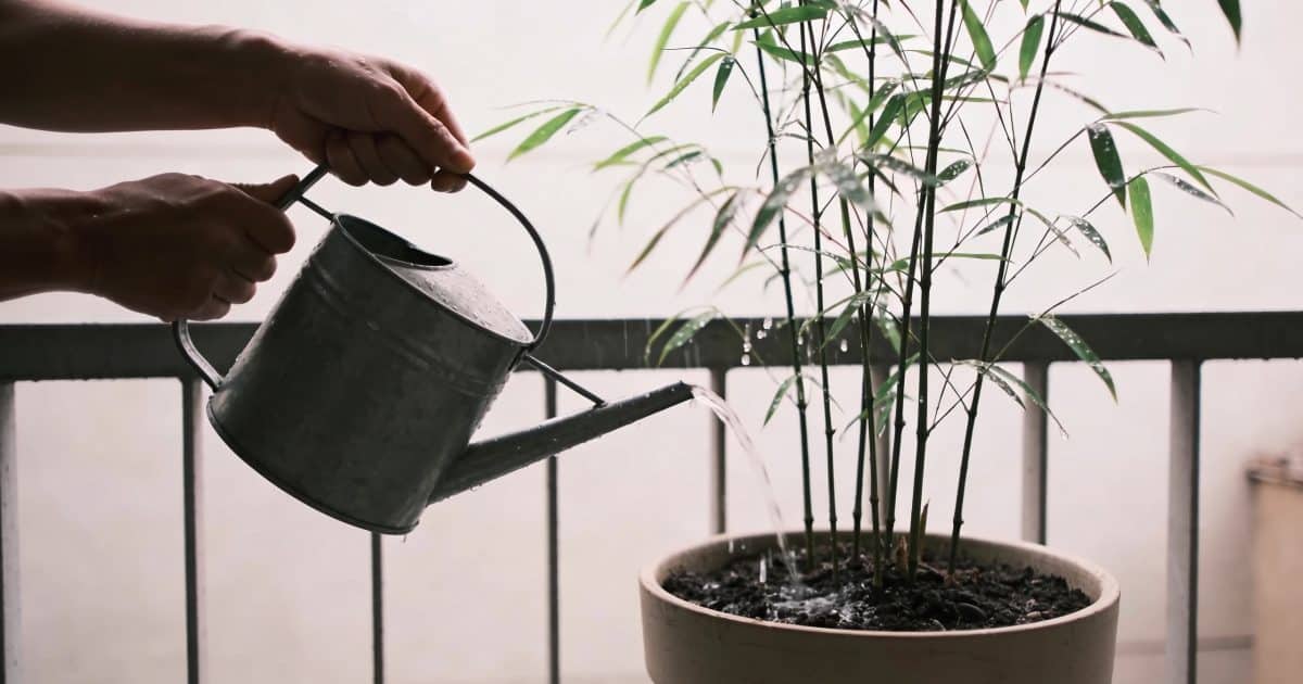 mains arrosant un bambou en pot sur balcon
