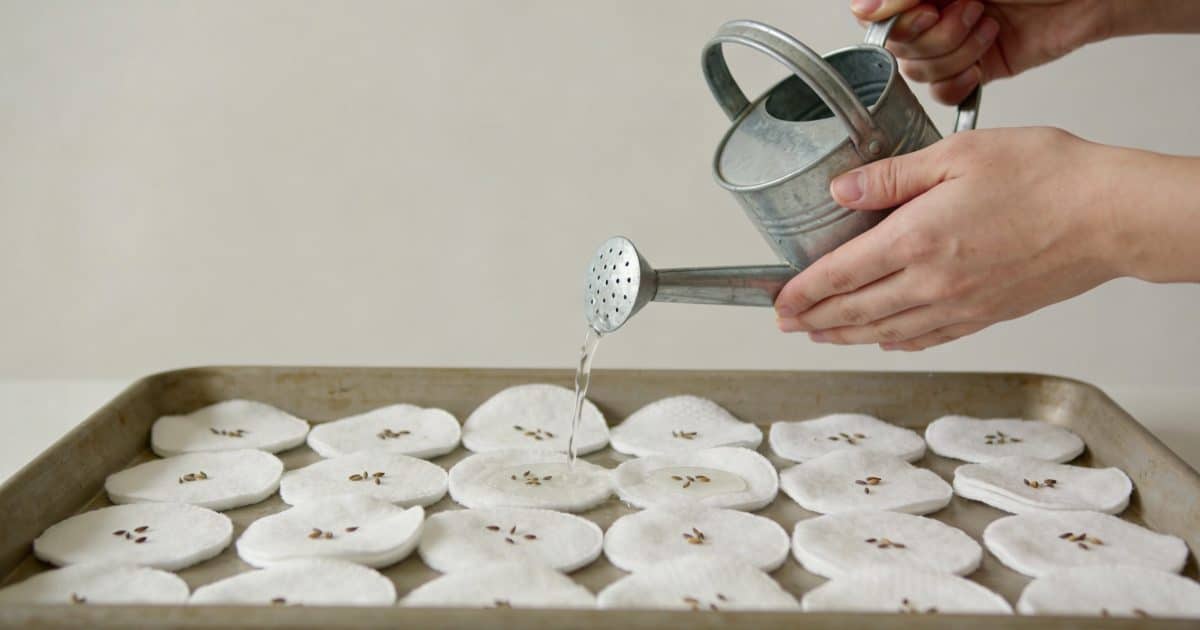 Mains arrosant un plateau de graines sur coton