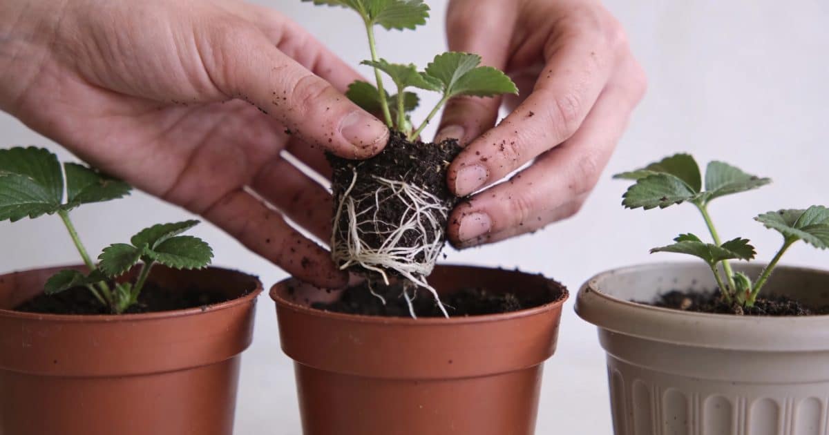Mains plaçant de jeunes plants de fraises en pot