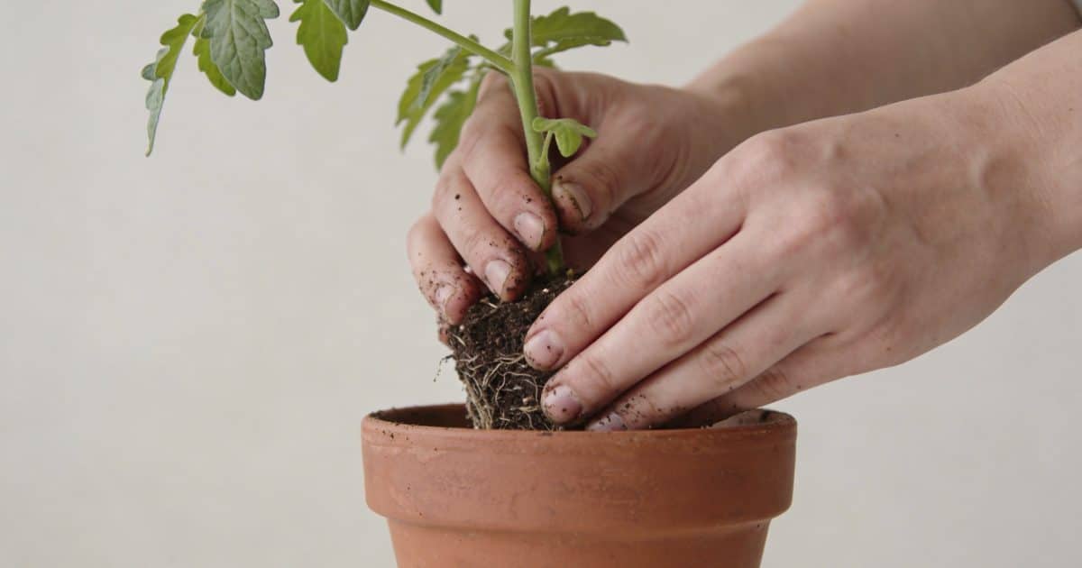 Mains plaçant un plant de tomate dans un pot