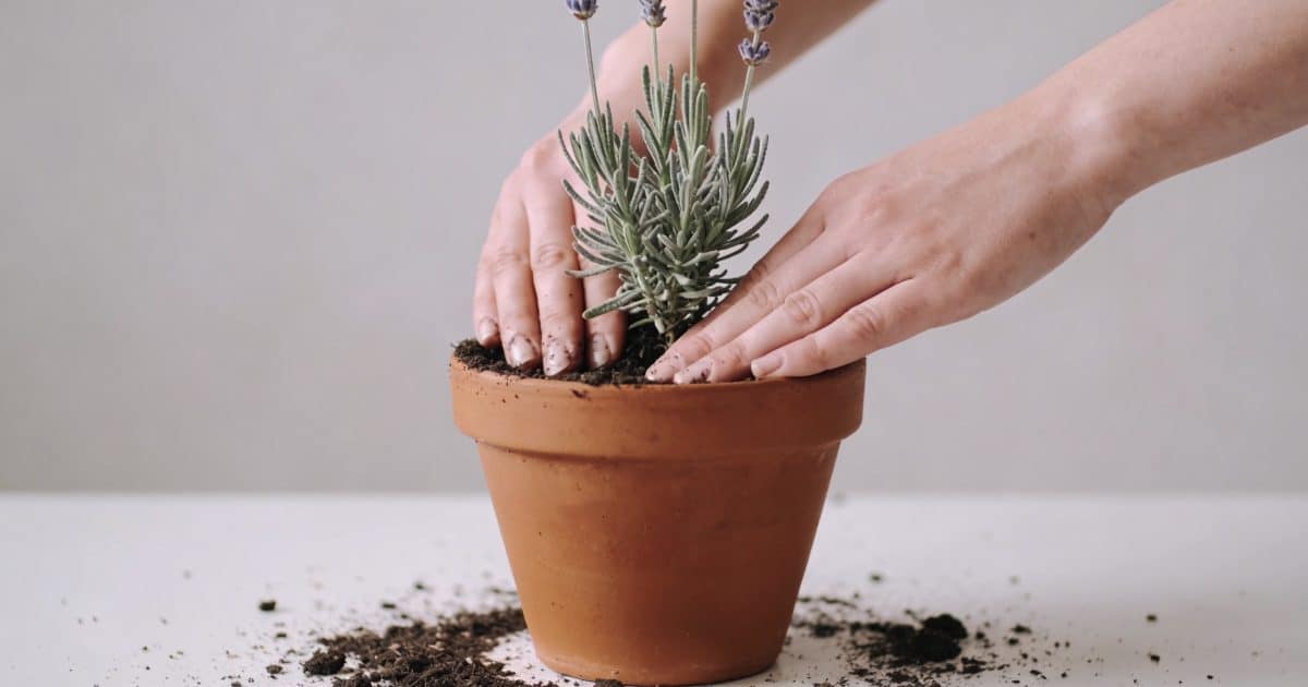 Mains plantant un jeune plant de lavande en pot