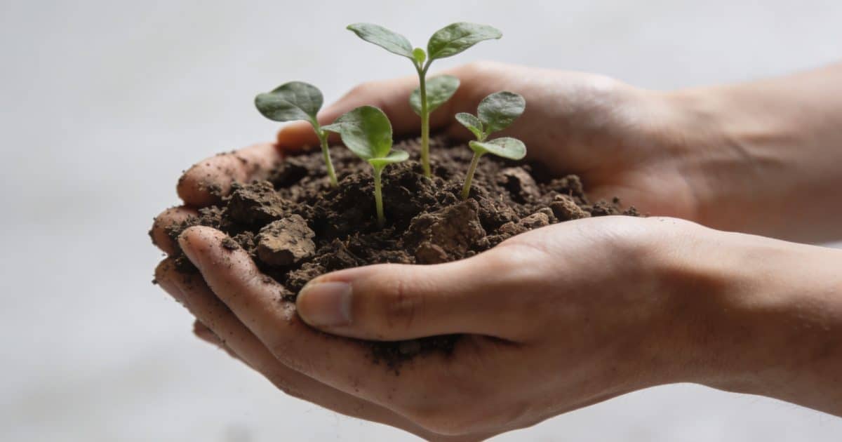 Mains tenant terre friable autour de jeunes plants