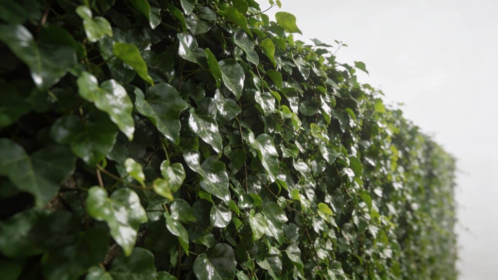 Mur de jardin couvert de lierre vert brillant