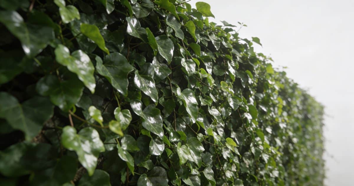 Mur de jardin couvert de lierre vert brillant