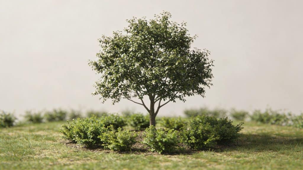 Petit jardin avec arbre central au feuillage dense