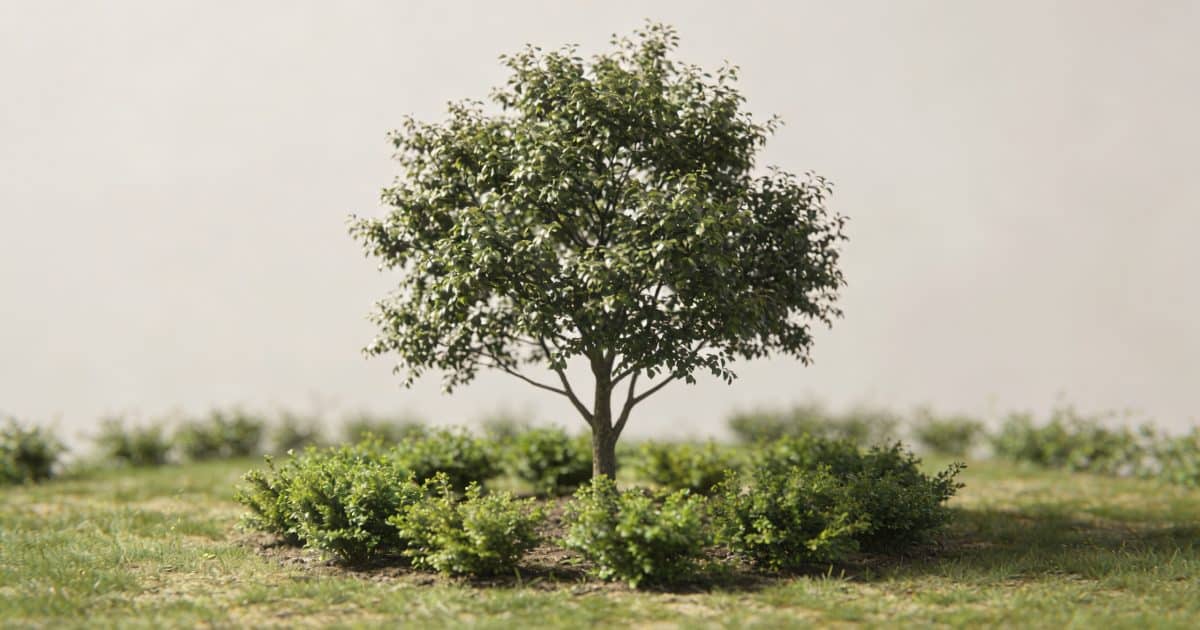 Petit jardin avec arbre central au feuillage dense