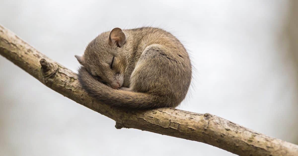 Petit rongeur endormi en boule sur une branche