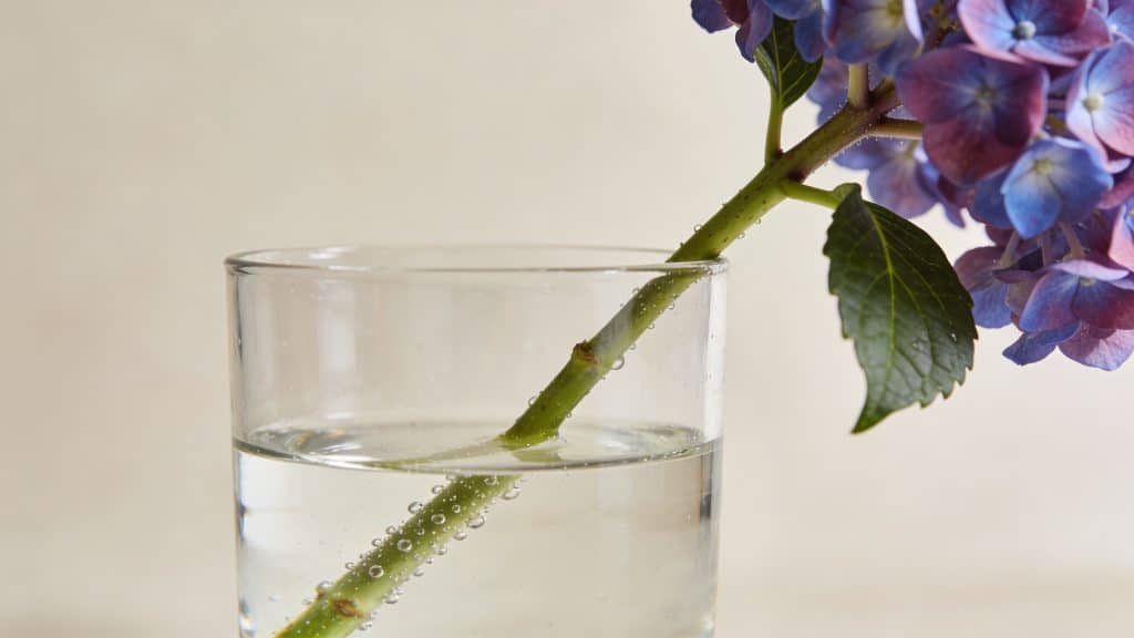 Tige d hortensia dans verre d eau transparente