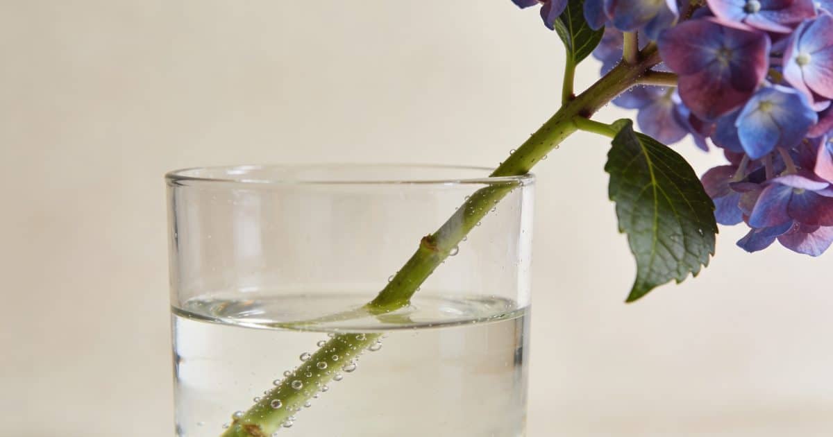 Tige d hortensia dans verre d eau transparente