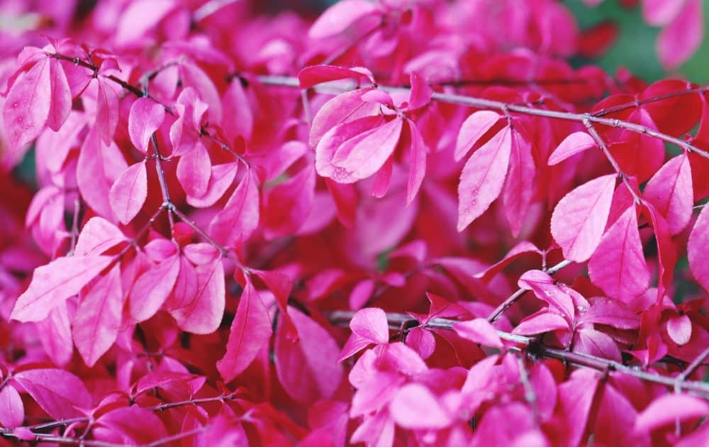 Plantes au feuillage rose
