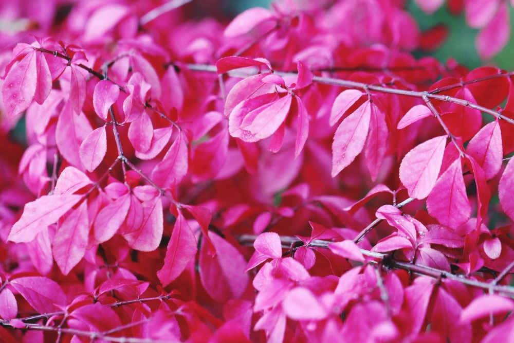 Plantes au feuillage rose