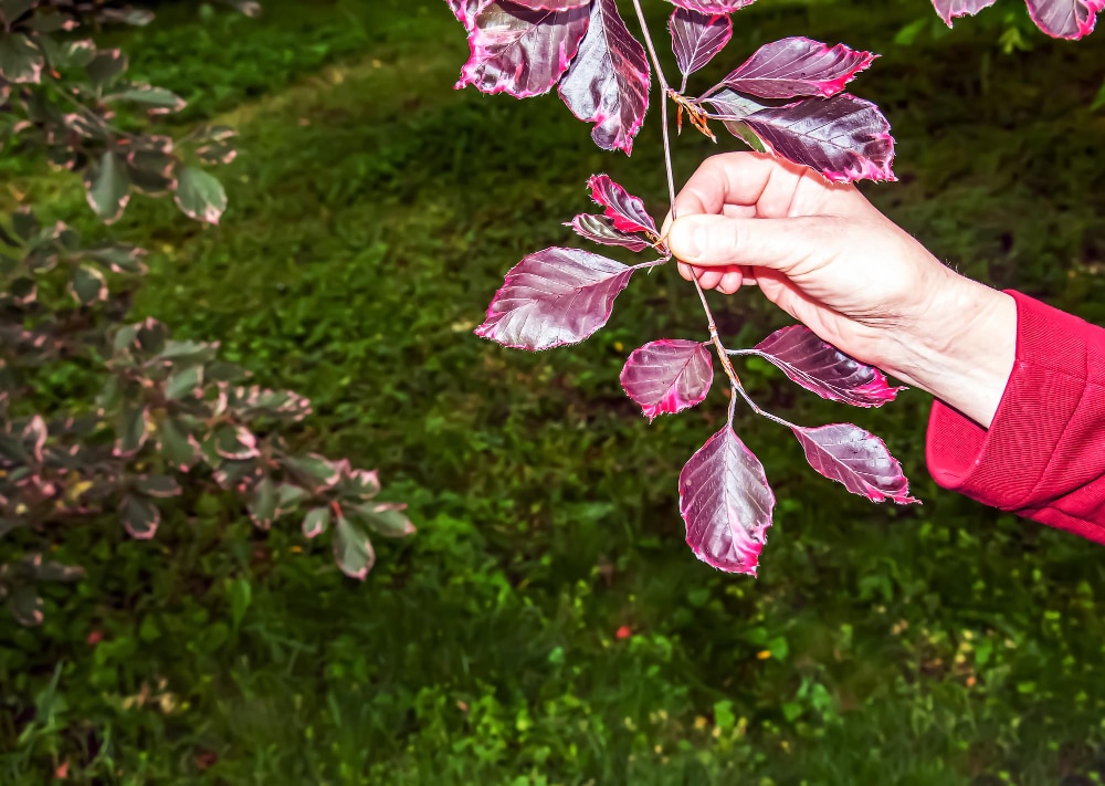 Pourquoi choisir une plante au feuillage rose