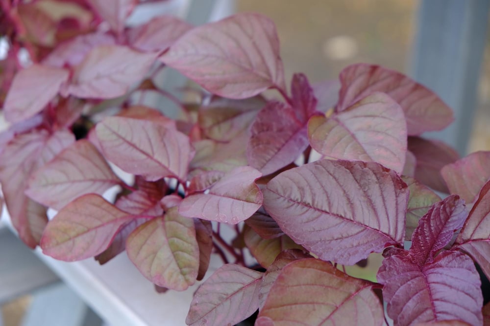 Que faut-il savoir pour entretenir correctement ces plantes colorées