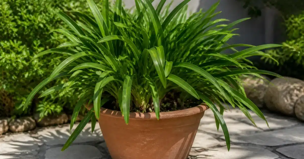 Plante agapanthe en pot posee sur sol, feuillage dense vert sans fleurs visibles